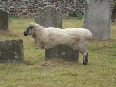 sheep47543.jpg